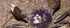 螃蟹的公母怎么分别