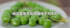 豌豆是靠太阳传播种子对不对