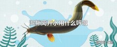 泥鳅离开水用什么呼吸