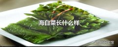 海白菜长什么样