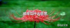 彼岸花什么意思