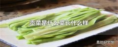 贡菜是什么菜长什么样