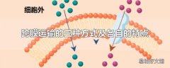 跨膜运输的三种方式及各自的特点