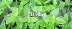 石打穿别名