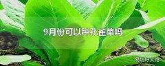 9月份可以种孔雀菜吗