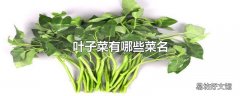 叶子菜有哪些菜名