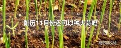 阳历11月份还可以种大蒜吗