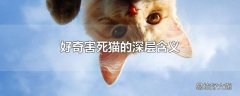 好奇害死猫的深层含义