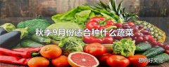 秋季9月份适合种什么蔬菜