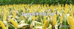 玉米成熟季节是几月