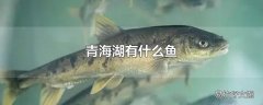 青海湖有什么鱼