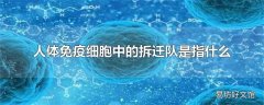 人体免疫细胞中的拆迁队是指什么