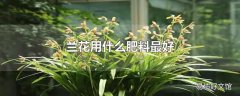 兰花用什么肥料最好