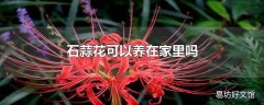 石蒜花可以养在家里吗