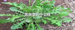 苦麻菜长什么样