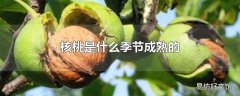 核桃是什么季节成熟的