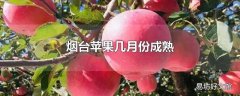 烟台苹果几月份成熟