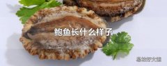 鲍鱼长什么样子