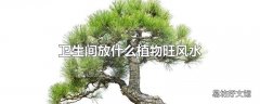 卫生间放什么植物旺风水