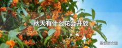 秋天有什么花会开放