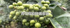 青花椒能除螨虫吗