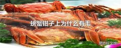 螃蟹钳子上为什么有毛