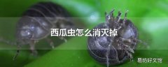 西瓜虫怎么消灭掉