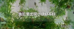 鱼缸里出现小螺好不好