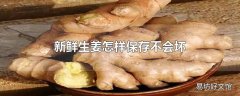 新鲜生姜怎样保存不会坏