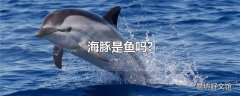 海豚是鱼吗?