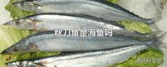 秋刀鱼是海鱼吗