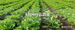 8月种什么蔬菜