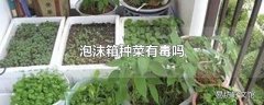 泡沫箱种菜有毒吗