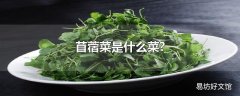 苜蓿菜是什么菜?