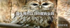 猫头鹰可以360度转头吗