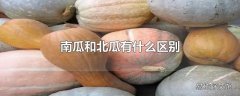 南瓜和北瓜有什么区别