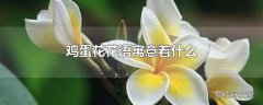 鸡蛋花花语寓意着什么