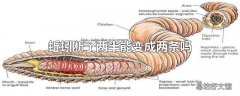 蚯蚓断了两半能变成两条吗