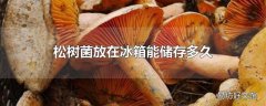 松树菌放在冰箱能储存多久