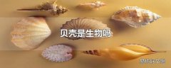 贝壳是生物吗