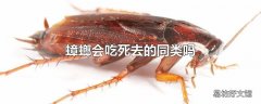 蟑螂会吃死去的同类吗