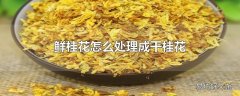 鲜桂花怎么处理成干桂花