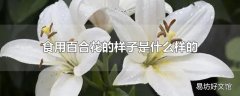 食用百合花的样子是什么样的