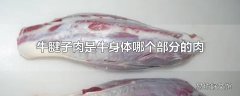 牛腱子肉是牛身体哪个部分的肉