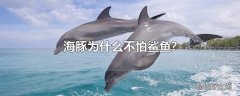 海豚为什么不怕鲨鱼?