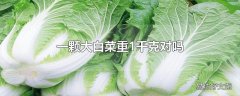 一颗大白菜重1千克对吗