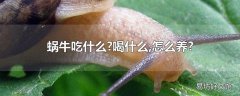 蜗牛吃什么?喝什么,怎么养?