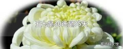 五七是30还是35天