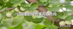 公园里的银杏果可以吃吗