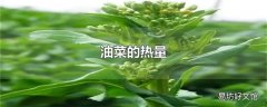 油菜的热量